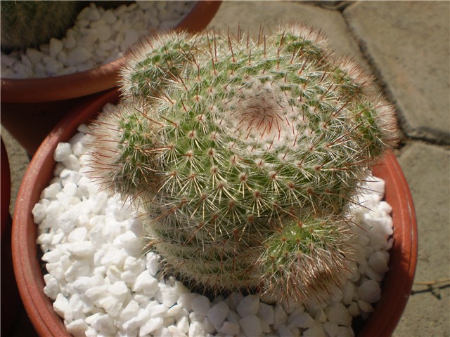kaktus